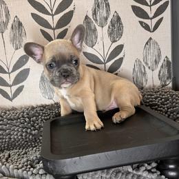 Gilbert - French Bulldog puppy from Dirty Paws Breeding
