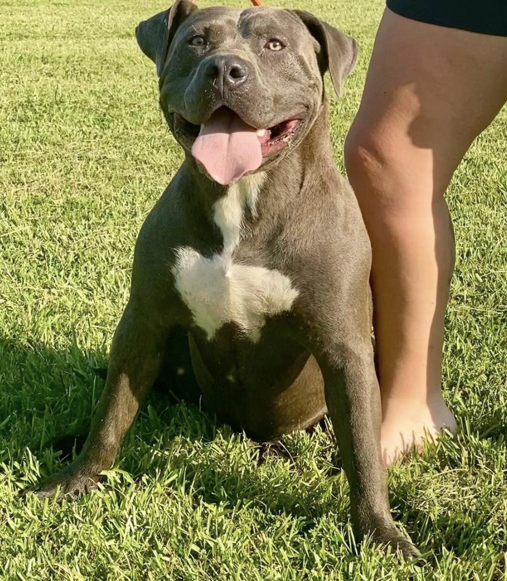 Squyres Southern Bullies in Louisiana American Bully puppies Good Dog