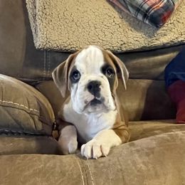 Boxer Puppies from Huckleberry Hill Boxers