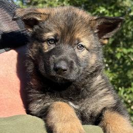 Lime - Sable male German Shepherd puppy in Buffalo, West Virginia from Z Tykev Vino LLC