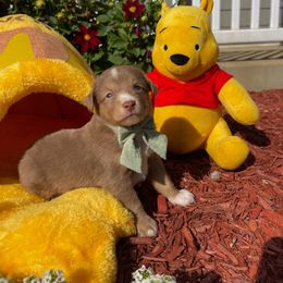 Rabbit - Red tri male Toy Australian Shepherd puppy in Quincy, Michigan from Ivy Meadows and Friends