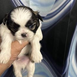 Boy 1 - Tricolor male Shih Tzu puppy in Detroit, Michigan from Steel Blue Diamond Kennel