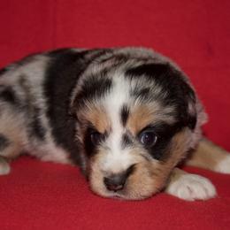 Cowboy - Blue merle male Miniature American Shepherd puppy in Godley, Texas from Bradley Kennels