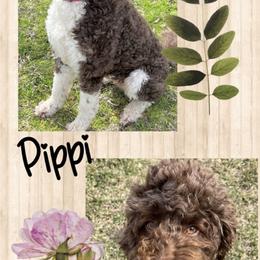 Goldendoodles from Real Life Furrytales