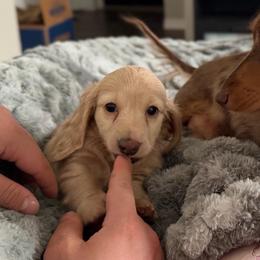 Cream Longhair Male - Cream male Dachshund puppy in Horizon City, Texas from Willipaws