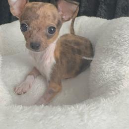 Miniture Goddess Mia charting 3-4 lb 6900 - Merle female Chihuahua puppy in Las Vegas, Nevada from Quality Poms Chihuahua Yorkies of Las vegas