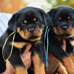 Rottweiler Puppies from DKV Rottweilers, German Rottweiler Puppies For Sale