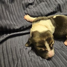 Basset Hound Puppies from The Basset Family