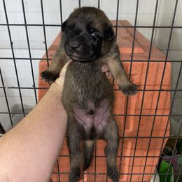 Belgian Malinois, Dutch Shepherd, and xDutch Shepherd Puppies from Raw Nature K9