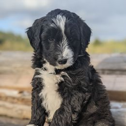 Aussiedoodle and Goldendoodle Puppies from Cedar Creek Ranch