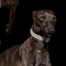 Aladdin - Italian Greyhound