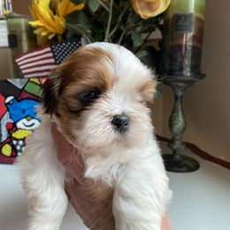 Girl 4 - female Shih Tzu puppy in Troy, Michigan from "Shihtzu Best Friend"