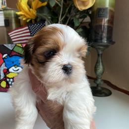 Girl 4 - female Shih Tzu puppy in Troy, Michigan from "Shihtzu Best Friend"