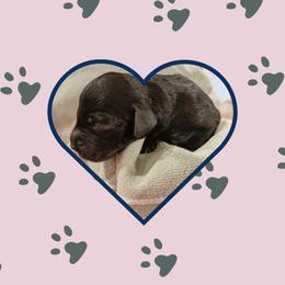Stevie - Black male Portuguese Water Dog puppy in Jacksonville, Florida from Atlantic Coast PWD