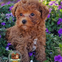 Orion tiny toy - Red  male Poodle puppy in Salem, Missouri from Meadowbrook Poodles