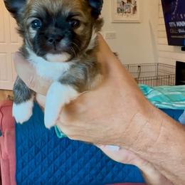 CH Sired Long Coat - Black sabled fawn male Chihuahua puppy in Cape Coral, Florida from Inspired Chihuahuas