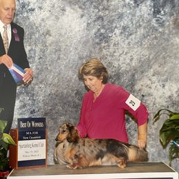 Max - Dachshund