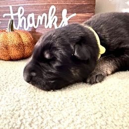 Boy 1 - Black and tan German Shepherd puppy in Grand Rapids, Michigan from Redmond German Shepherds