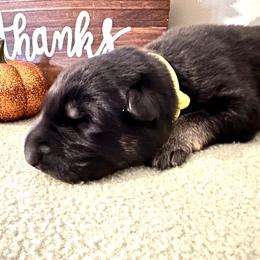 Boy 1 - Black and tan German Shepherd puppy in Grand Rapids, Michigan from Redmond German Shepherds