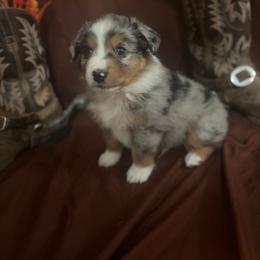 Haggard - Blue merle male Miniature Australian Shepherd puppy in Florence, Arizona from Triangle H Ranch Aussies