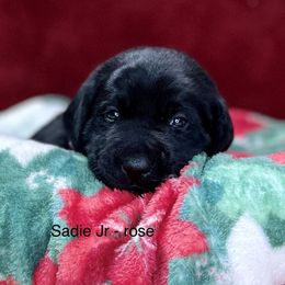 Rosie - Black Labrador Retriever puppy in Sandpoint, Idaho from Allen Sunnyside AKC Labs
