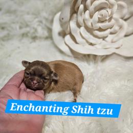 Louis - Liver male Shih Tzu puppy in Dexter, Kentucky from Enchanting Shih tzu