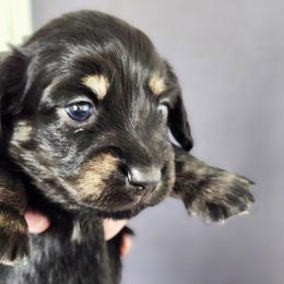 Eve - Black and cream female Dachshund puppy in De Land, Florida from Double Aces Doxies