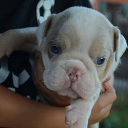 Frodo - Lilac tri-color male Bulldog puppy in Clarinda, Iowa from Stimson Bulldogs