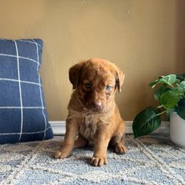 Ducky - Sedge male Chesapeake Bay Retriever puppy in Ulen, Minnesota from North Wind Gundogs