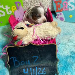 Patrick Boy 2 - Dapple male Dachshund puppy in Bigfork, Minnesota from Dachshunds Up North