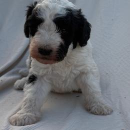 Boy 3 - Black and white male Bernedoodle puppy in Amherst, Nebraska from Pile Family Goldendoodles