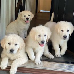 Golden Retriever Puppies from Smokey Mountain English Goldens