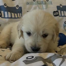 Archie - Light golden male Golden Retriever puppy in Amarillo, Texas from Bluebonnet Goldens