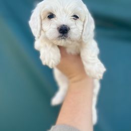 Buff merle girl - Merle female Cockapoo puppy in Clinton, Tennessee from High Hopes Hounds