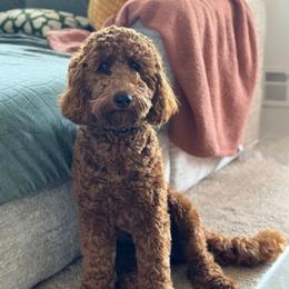 Paisley - Goldendoodle