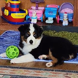 Adonis - Black tri male Miniature Australian Shepherd puppy in Philpot, Kentucky from Miller Hill Mini American Shepherds and Mini Australian Shepherds