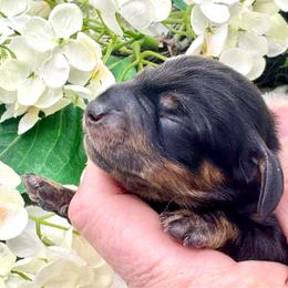 Kiro - Black and tan male Dachshund puppy in Exeter, California from Sawtooth Miniature Dachshunds