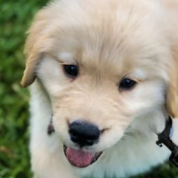 Golden Retrievers from Golden Paws Family