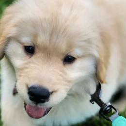 Golden Retrievers from Golden Paws Family