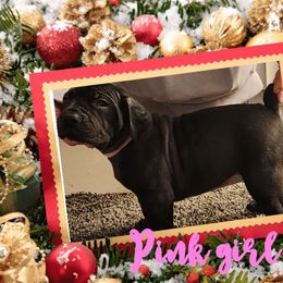 Pink collar - Boerboel puppy from Adoraboerboels