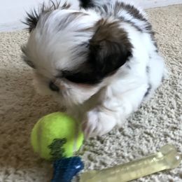 Shih Tzu Puppies from Willow Lane Shih Tzus