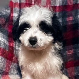 Prince - Black tri-color male Aussiedoodle puppy in Missouri from Mini AussieDoodles on Meadow Lane