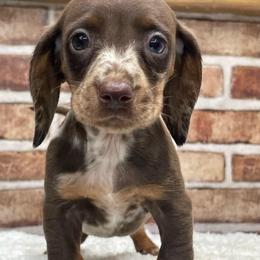 Pixie - Dapple female Dachshund puppy in Industry, Illinois from KDKs Kennels