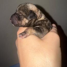 Hershey - Black and silver male Miniature Schnauzer puppy in Fort Worth, Texas from Sissy’s Schnauzers