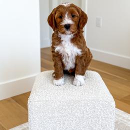 TOAST - Red  male Goldendoodle puppy in Bell Buckle, Tennessee from Precious Puptown Doodles