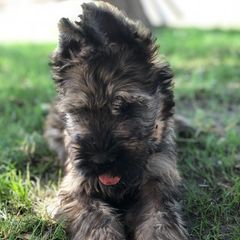 Briards and Havanese from Mon Amie Briards and Havanese