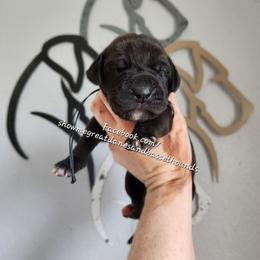 Yellow Collar - Black female Great Dane puppy in Alton, Illinois from Show Me Great Danes and Basset Hounds