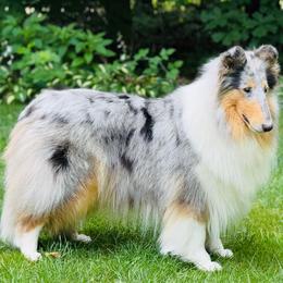 Willow - Collie