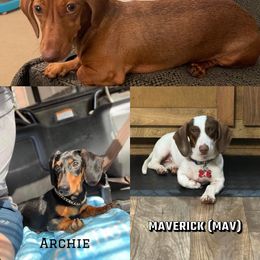 Dachshund All Grown Up from Riverside Doxies