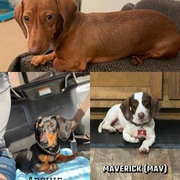 Dachshund All Grown Up from Riverside Doxies